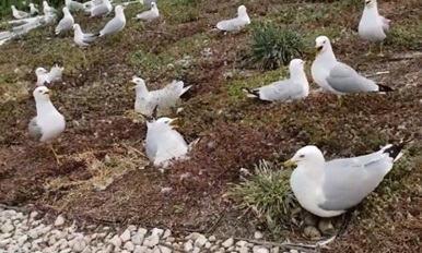 Seagulls nesting on the rooftop of Leslie Barns.